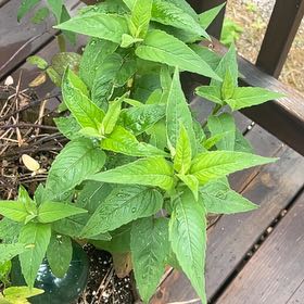 Photo of the plant species Oswego Tea by @VividCooperi99 named Elina on Greg, the plant care app
