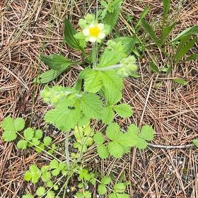 Photo of the plant species Norwegian Cinquefoil by @VividCooperi99 named Elle on Greg, the plant care app