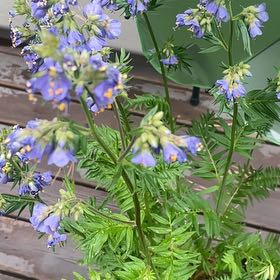 Photo of the plant species Jacob's Ladder by @VividCooperi99 named Bigleef Smalls on Greg, the plant care app
