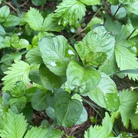 Photo of the plant species Yerba Buena by @VividCooperi99 named Tupot amaroot on Greg, the plant care app