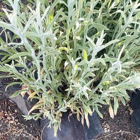 Photo of the plant species Snow-in-Summer by @VividCooperi99 named Oscar on Greg, the plant care app