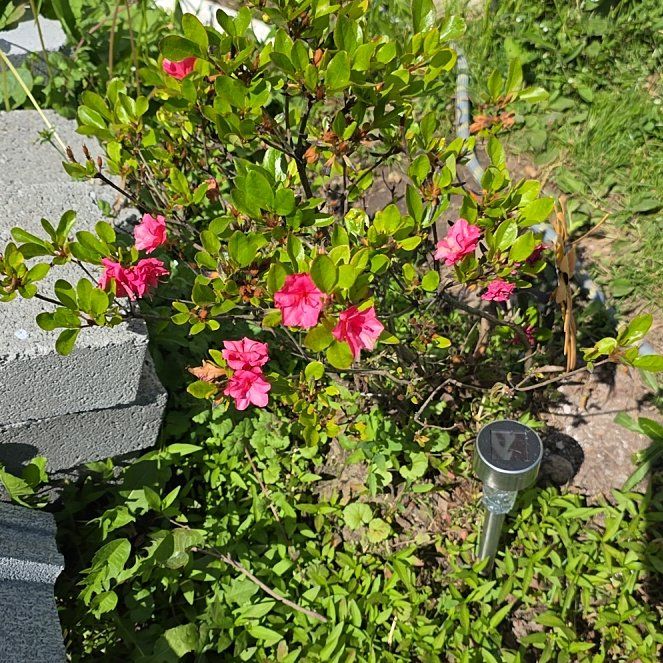 Photo of the plant species Rhododendron by @SportTule2 named Mollie on Greg, the plant care app