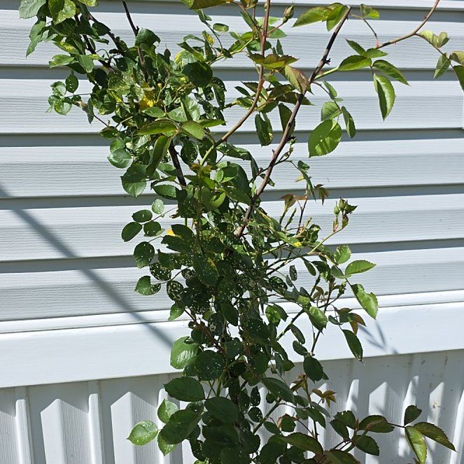 Photo of the plant species Mini Rose by @SportTule2 named Michelle Branch on Greg, the plant care app