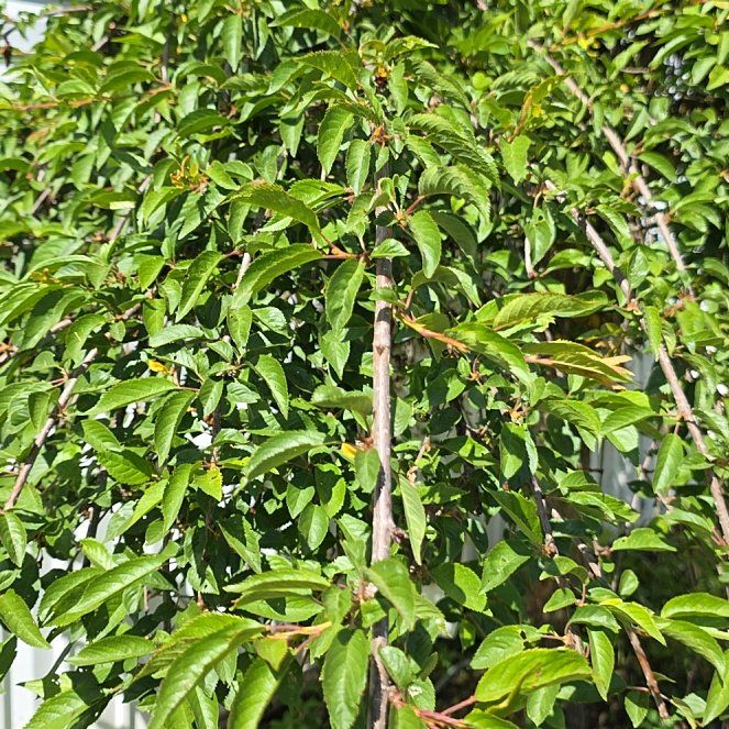 Photo of the plant species Weeping cherry blossom tree by @SportTule2 named Willow on Greg, the plant care app