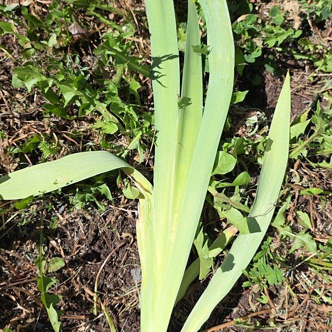 Photo of the plant species Crimean Iris by @SportTule2 named Bella on Greg, the plant care app