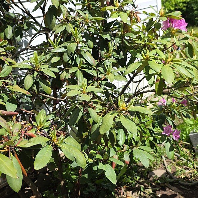 Photo of the plant species Pontian Rhododendron by @SportTule2 named Aristotle on Greg, the plant care app