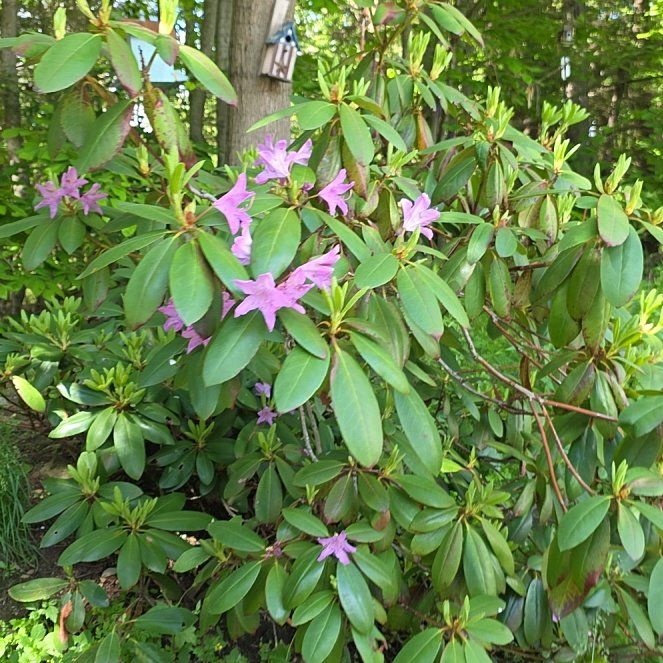 Photo of the plant species Pontian Rhododendron by @SportTule2 named McKinley on Greg, the plant care app