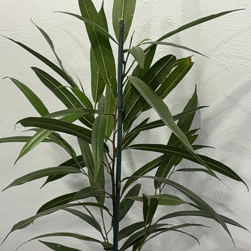 Photo of the plant species Oleander by @PrizedBokchoi21 named Sproutacus on Greg, the plant care app