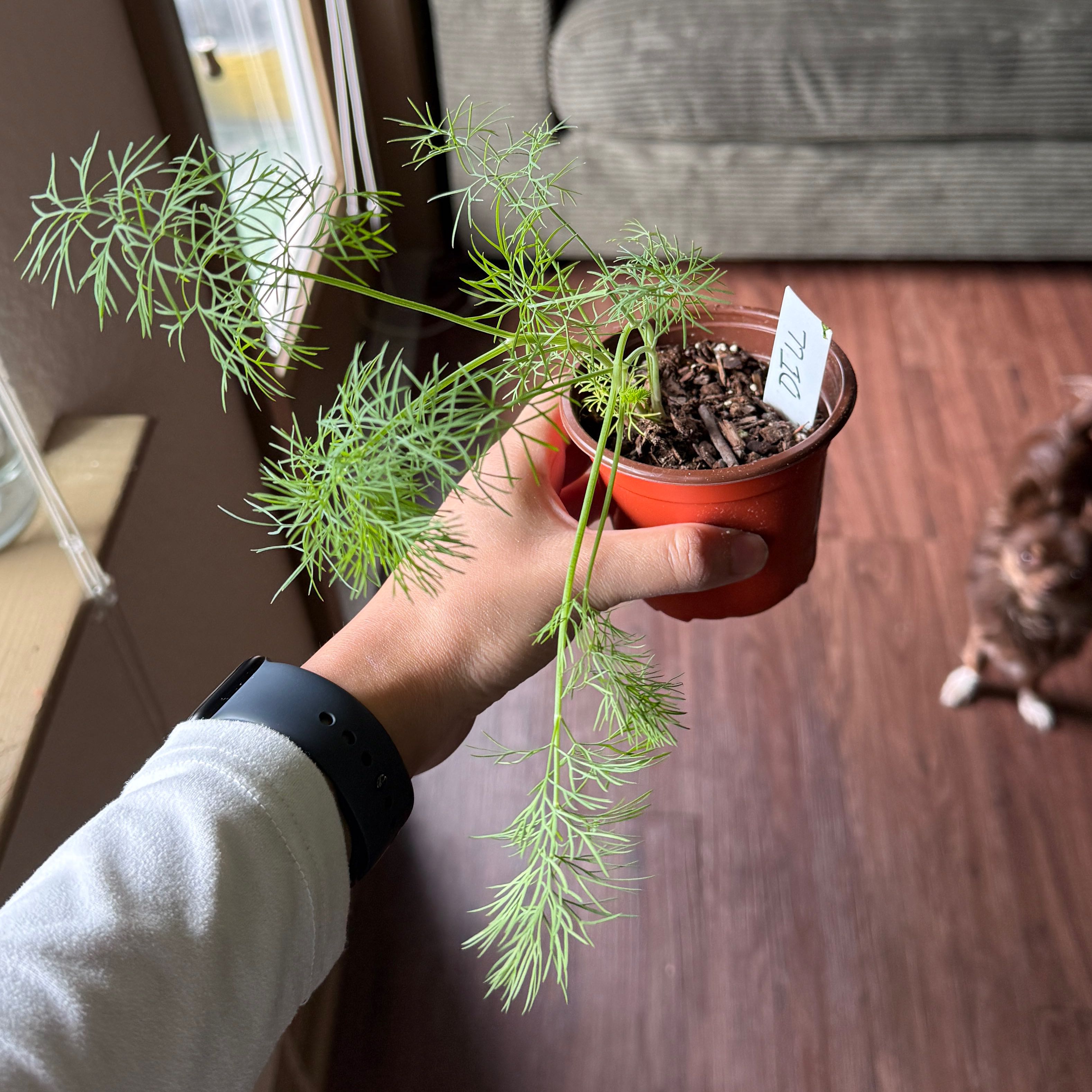 Photo of the plant species Dill by @Ary0905 named Dill on Greg, the plant care app
