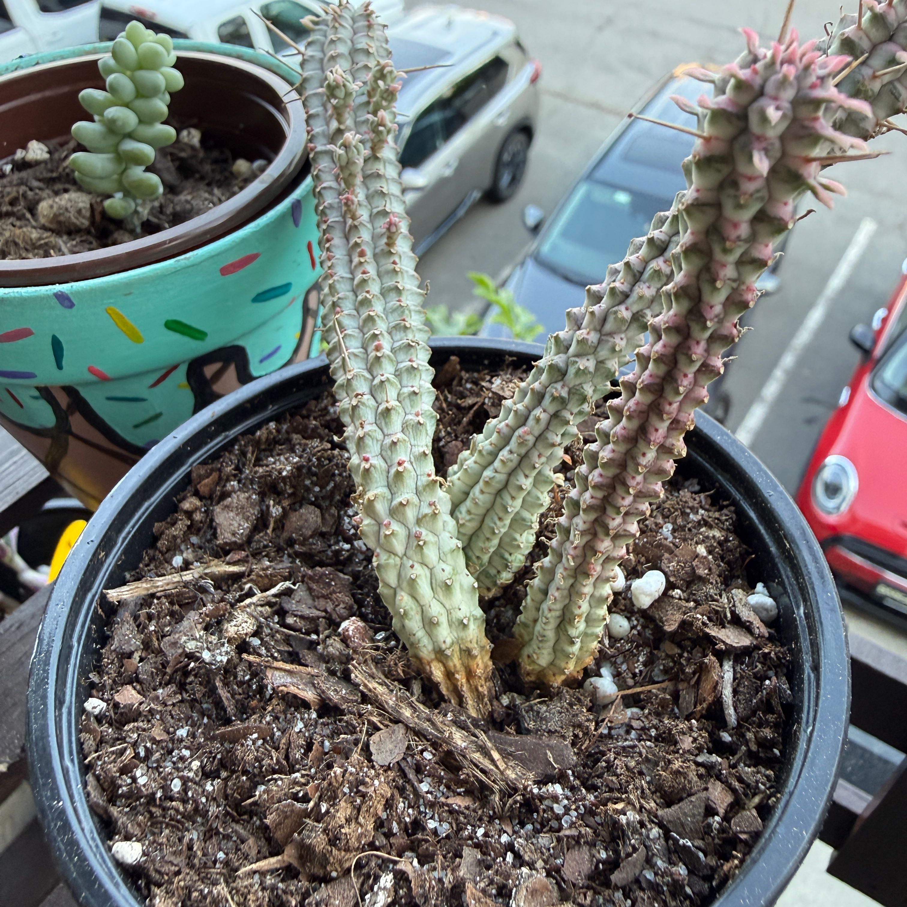 Photo of the plant species Variegated Corncob Cactus by @Ary0905 named Corncob Cacti on Greg, the plant care app