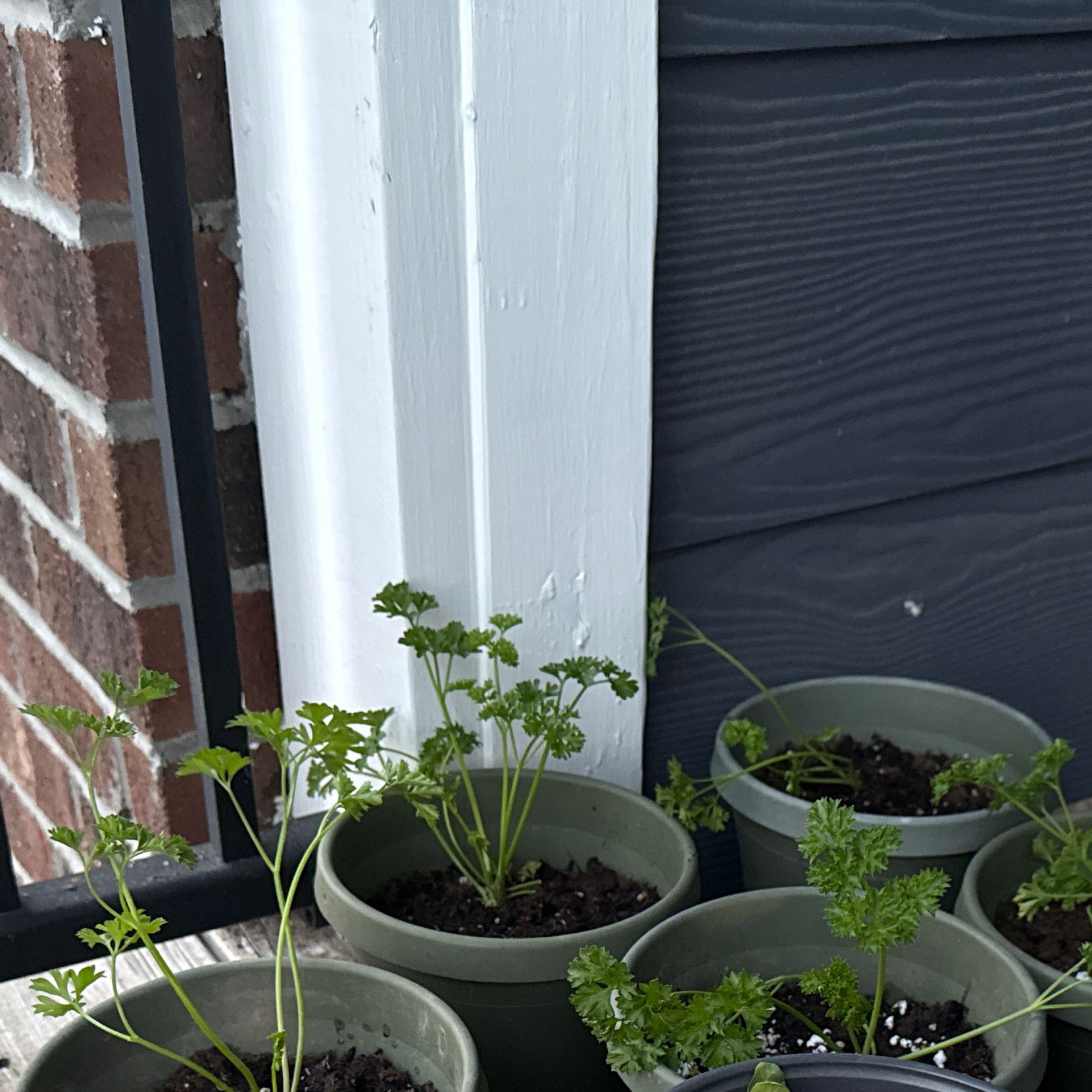 Photo of the plant species Curly Parsley by @Ary0905 named Curly Parsley on Greg, the plant care app