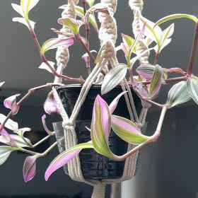 Photo of the plant species Wandering Dude 'Burgundy' by @VipOregano54 named Samwell on Greg, the plant care app