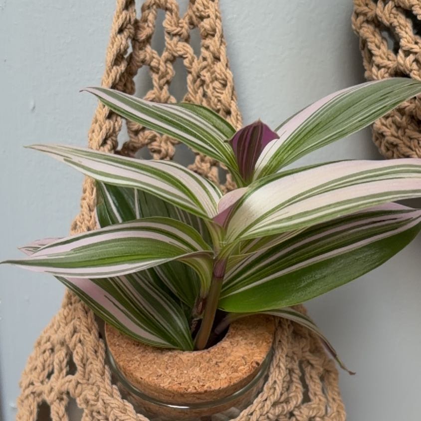 Photo of the plant species Wandering Dude 'Burgundy' by @VipOregano54 named Baby on Greg, the plant care app
