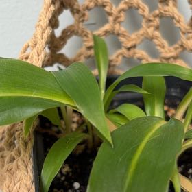 Photo of the plant species Green Orange Spider Plant by @VipOregano54 named Dax on Greg, the plant care app