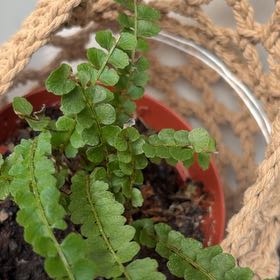Photo of the plant species Lemon Button Fern by @VipOregano54 named Button on Greg, the plant care app