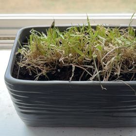 Photo of the plant species cat grass by @VipOregano54 named Cat Grass on Greg, the plant care app
