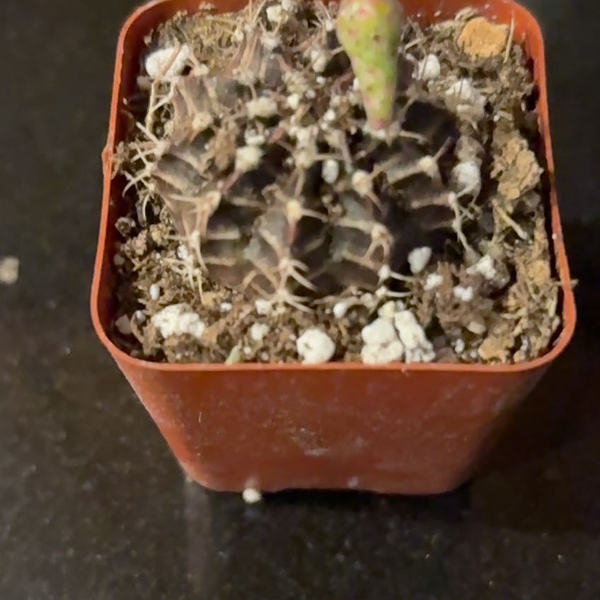 Photo of the plant species Gymnocalycium stenopleurum by @BrightClusia68 named Fernie Mercury on Greg, the plant care app
