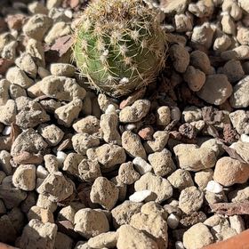 Photo of the plant species The Glory of Texas by @BrightClusia68 named Leonardo on Greg, the plant care app
