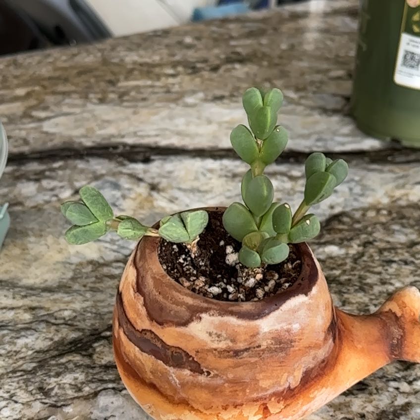 Photo of the plant species Ice Plant by @UniqueFeijoa73 named Whale on Greg, the plant care app