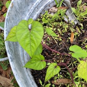 Photo of the plant species White Morning-Glory by @GeniusTupeia92 named Sherlock on Greg, the plant care app