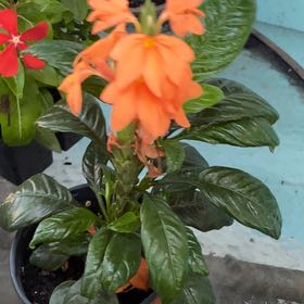 Photo of the plant species Firecracker Flower by @GeniusTupeia92 named Fernie Mac on Greg, the plant care app