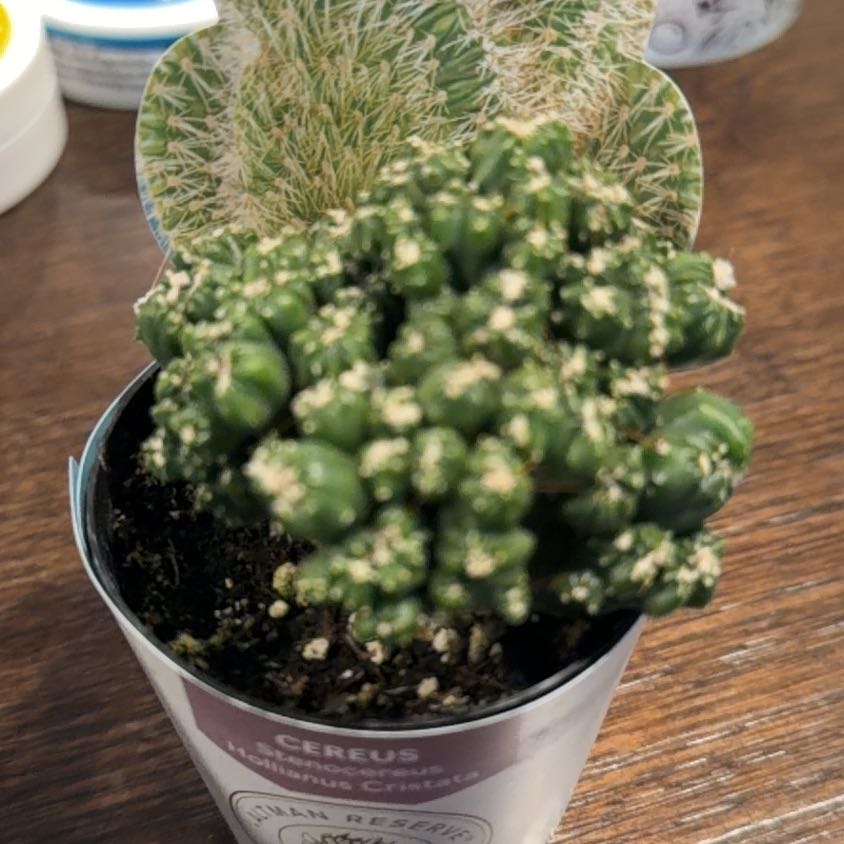 Photo of the plant species Stenocereus hollianus cristata by @LithePukatea58 named Mustard on Greg, the plant care app