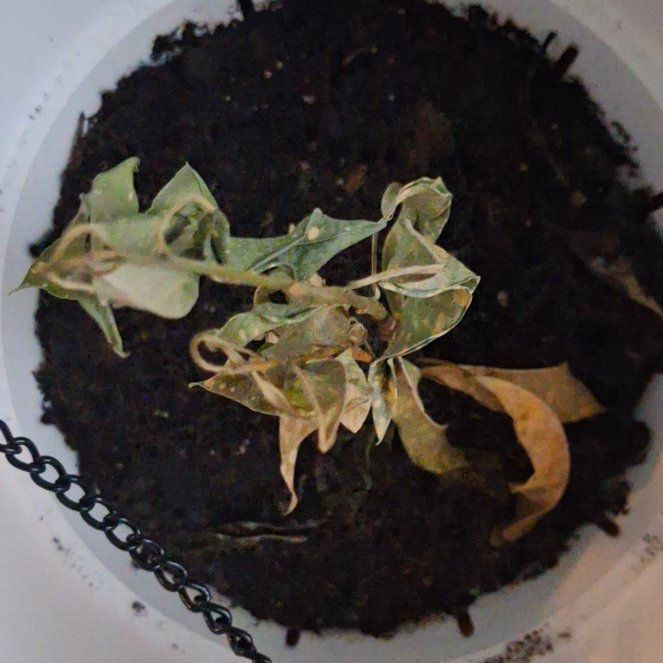 Photo of the plant species Four O'Clock Flower by @HotshotLettuce2 named Oscar on Greg, the plant care app