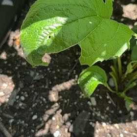 Photo of the plant species Apple of Peru by @KeySwampdock14 named Duke on Greg, the plant care app