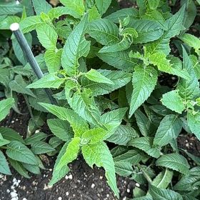 Photo of the plant species Scarlet Beebalm by @KeySwampdock14 named Eva on Greg, the plant care app