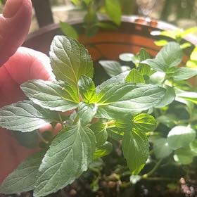 Photo of the plant species Mint by @IconYuzu14 named Treeyoncé on Greg, the plant care app