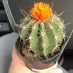 Photo of the plant species Ferocactus histrix by @VitalIcarus98 named Phil on Greg, the plant care app