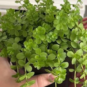 Photo of the plant species Peperomia deppeana by @DiscipleDodder0 named Marilyn on Greg, the plant care app