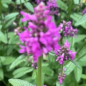Photo of the plant species Common Hedgenettle by @DiscipleDodder0 named Pax on Greg, the plant care app