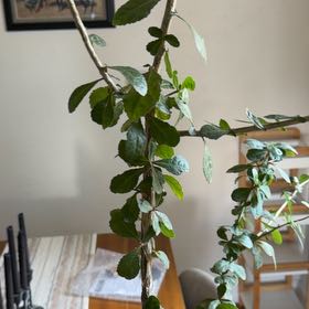 Photo of the plant species Commiphora glandulosa by @HeadBigfoot4 named Leaf Erickson on Greg, the plant care app
