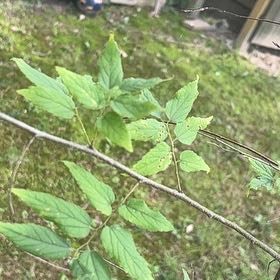 Photo of the plant species Common Hackberry by @WiredCactus97 named Fernie Saunders on Greg, the plant care app