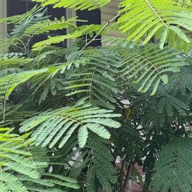 Photo of the plant species Albizia Julibrissin by @NiftyPomelo61 named Sproutacus on Greg, the plant care app