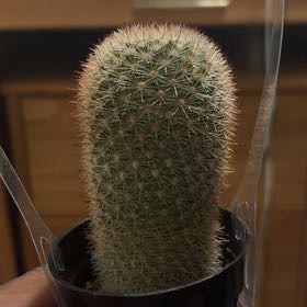 Photo of the plant species Mammillaria densispina by @VipSuncup49 named Mammillaria pilcayensis on Greg, the plant care app