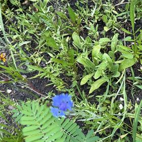 Photo of the plant species Centaurea Cyanus by @FairArecapalm63 named Daphne on Greg, the plant care app