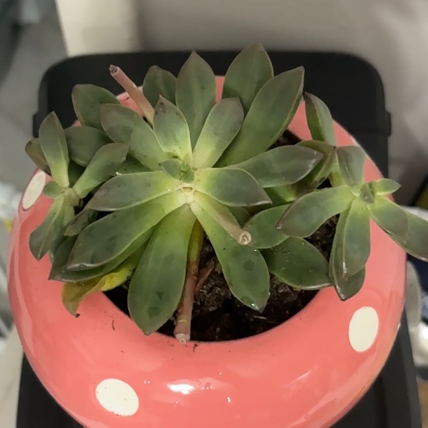 Photo of the plant species Graptoveria 'April Dawn' by @StarCorncob98 named Ted on Greg, the plant care app