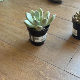 Photo of the plant species Graptoveria 'Opalina' by @SereneGerbera16 named Lavender on Greg, the plant care app