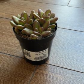 Photo of the plant species Sedum adolphi 'Marmalade' by @SereneGerbera16 named Madonna on Greg, the plant care app
