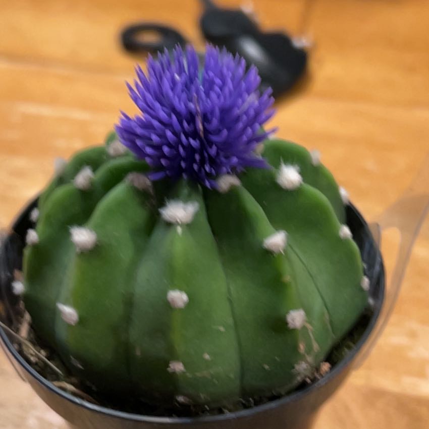 Photo of the plant species Globe Amaranth by @PiquantAlocasia named Fernie Saunders on Greg, the plant care app