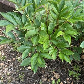 Photo of the plant species Chinese Peony by @VocalPeony35 named Muhammad Ali on Greg, the plant care app