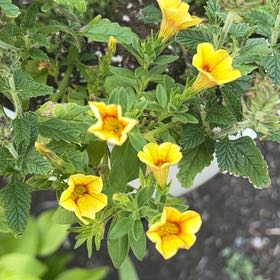 Photo of the plant species Lompoc Mesa Bush Monkeyflower by @VocalPeony35 named Baesil- Hanging Basket Humming Bird on Greg, the plant care app