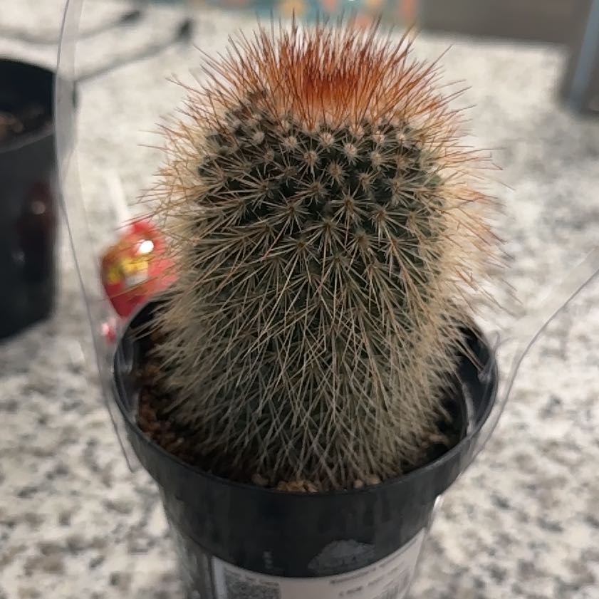 Photo of the plant species Mammillaria densispina by @HardyGerbera28 named Spike on Greg, the plant care app
