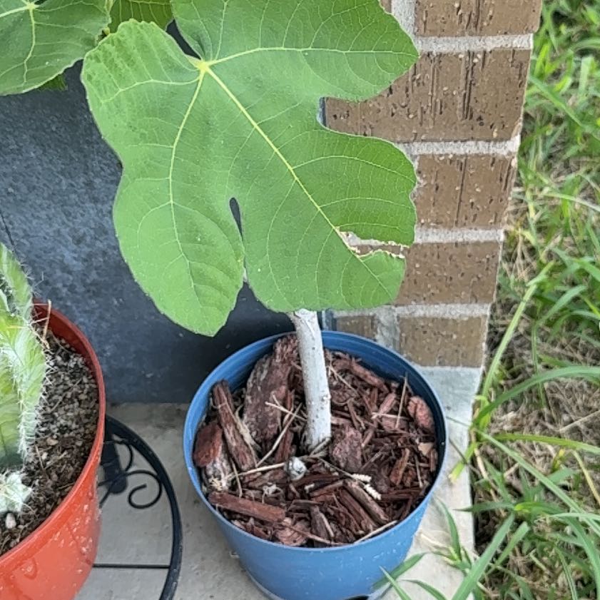 Photo of the plant species Brown Turkey Fig by @HardyGerbera28 named Leaf Erickson on Greg, the plant care app
