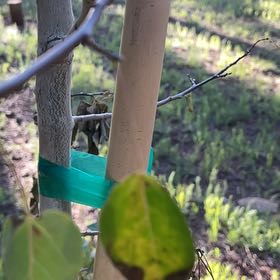 Photo of the plant species Quaking Aspen by @CompetentDaisy named Hemingway on Greg, the plant care app