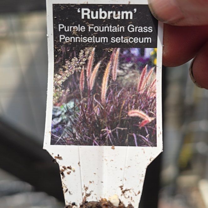 Photo of the plant species Crimson Fountaingrass by @StockyLoquat71 named Madonna on Greg, the plant care app