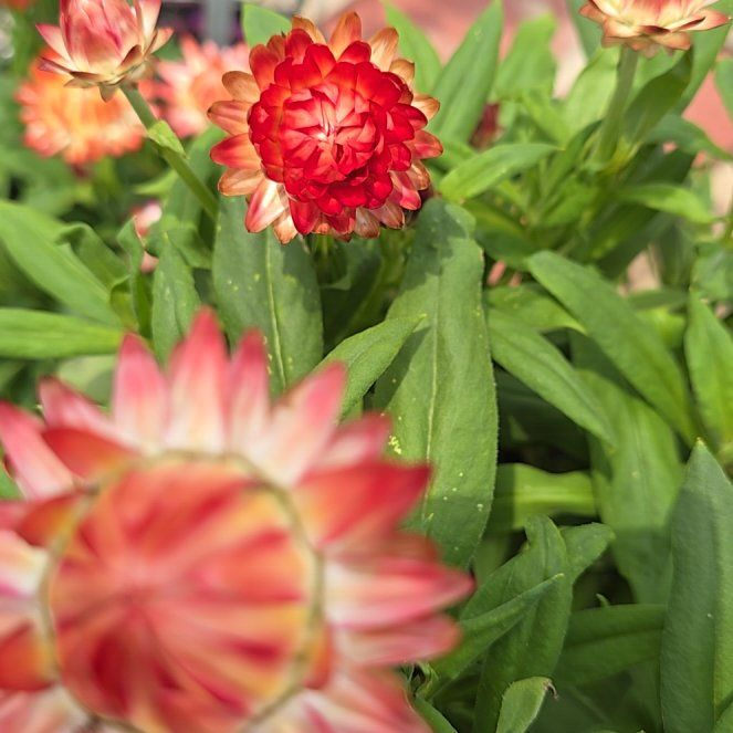 Photo of the plant species Strawflower by @StockyLoquat71 named Drake on Greg, the plant care app