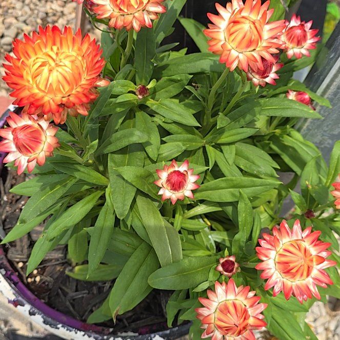 Photo of the plant species Strawflower by @StockyLoquat71 named Surya on Greg, the plant care app